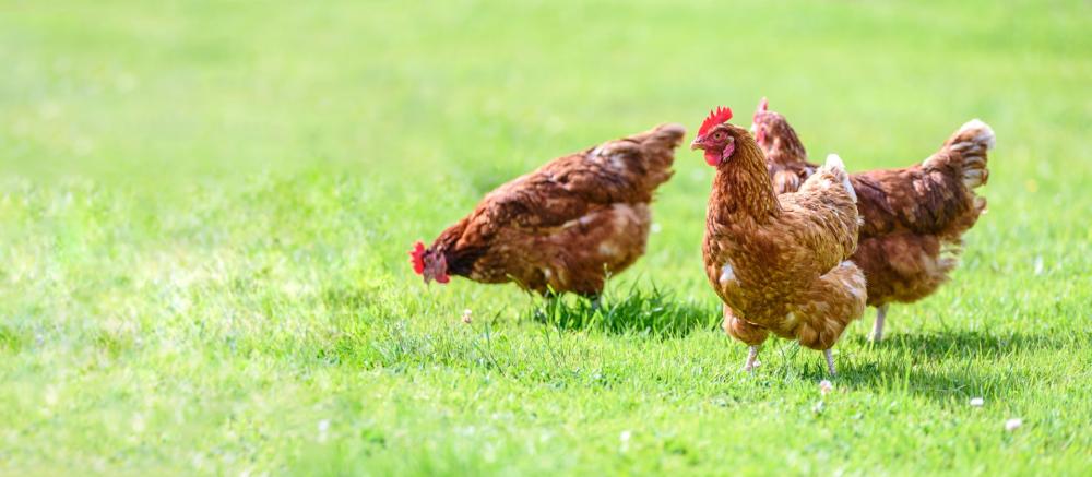 poule dans l'herbe